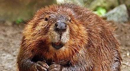 American Beaver