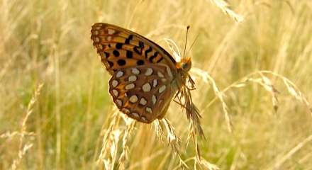 Fritillary butterfly
