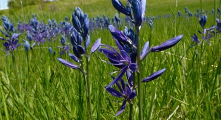 Camas flower