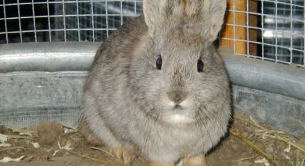 Idaho Pygmy Rabbit