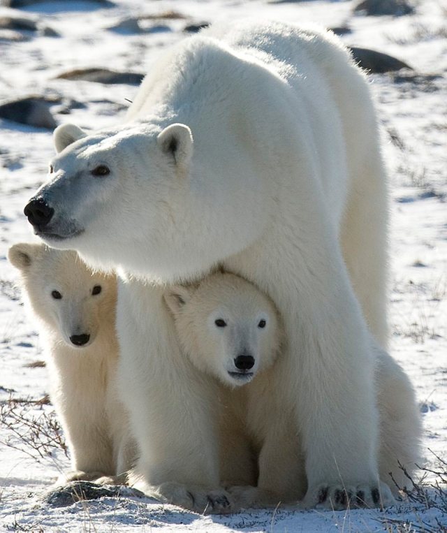 polar bear with cubs