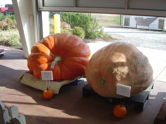 Competitive Pumpkins