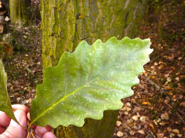 Mystery Tree - Tree Quiz