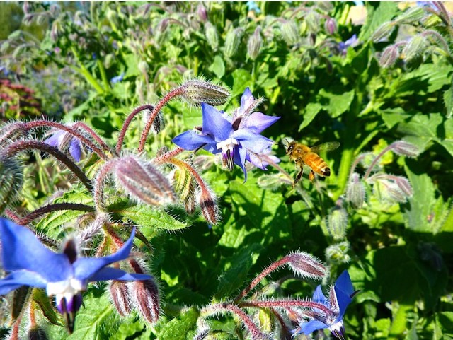 Borage