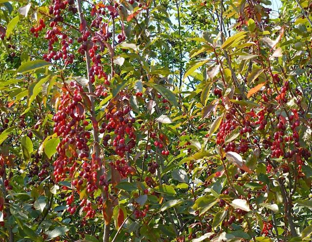 Chokecherries