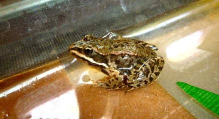 Columbia spotted frog