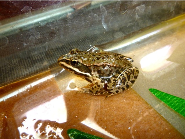 Columbia spotted frog