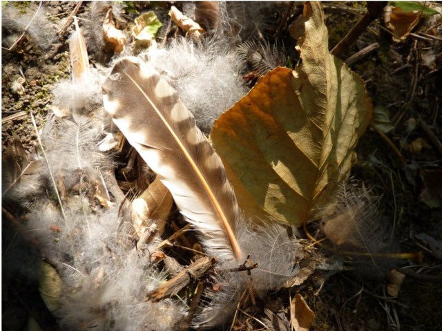 Flicker feathers