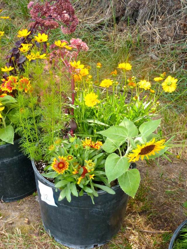 Flower Planter Used for Observing Bees