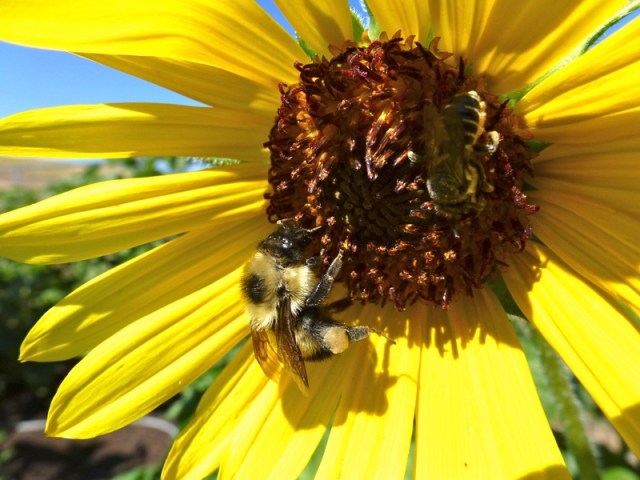 Bees on Sunflower