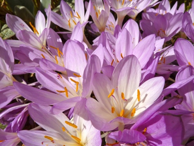 Colchicum flowers