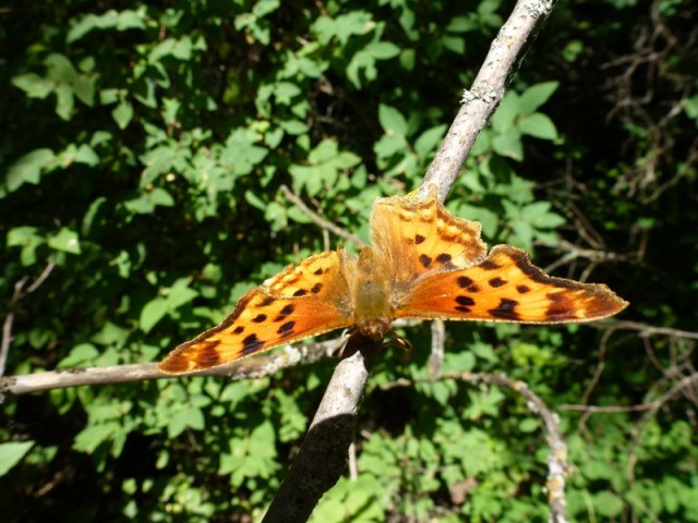 Angelwing or Comma Butterfly