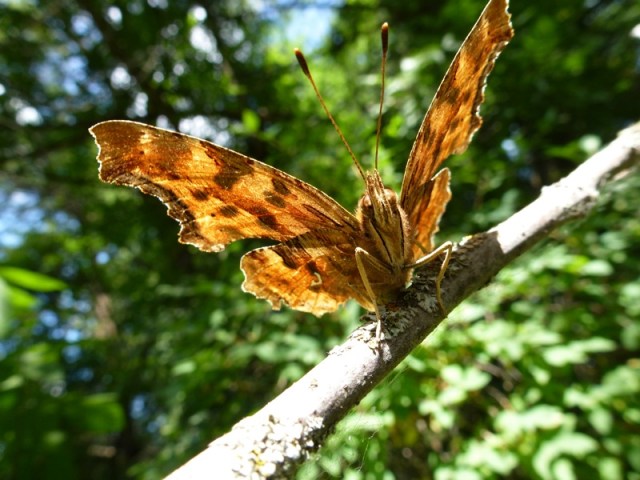 Satyr Anglewing Butterfly