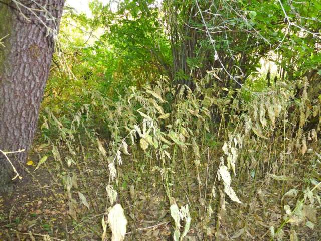 Stinging nettle in the WSU Arboretum & Wildlife Conservation Center.