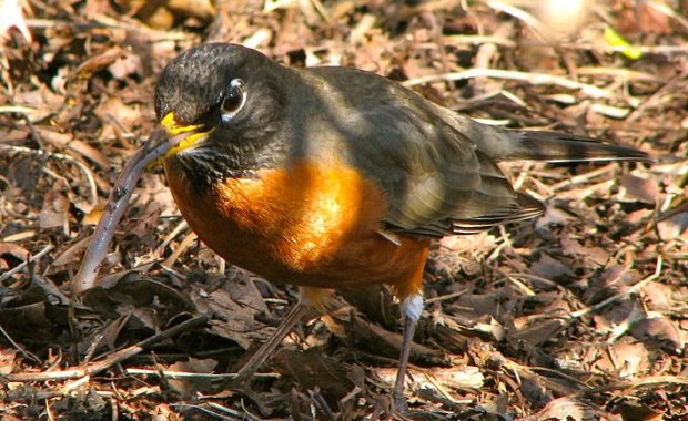 Robin Eating Worm