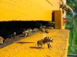 Honeybee at entrance to hive.