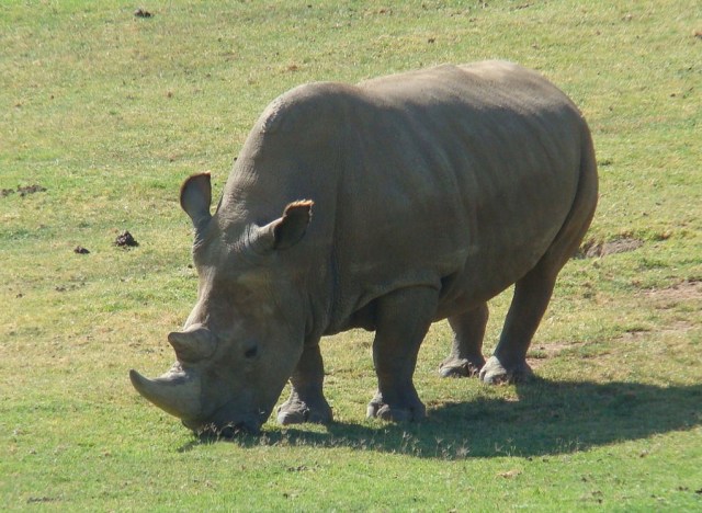 Northern_White_Rhinoceros_Angalifu2