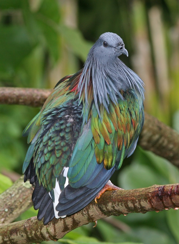 Nicobar_Pigeon_820