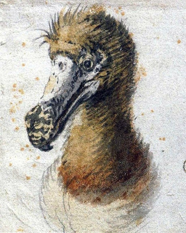 Saftleven_dodo reduced