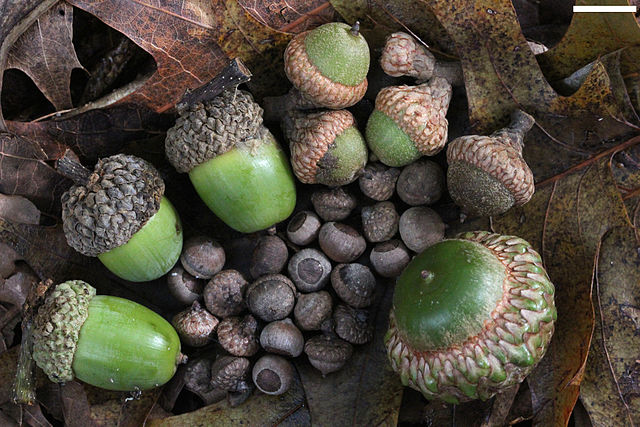 Acorns_small_to_large