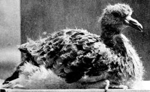 Young_passenger_pigeon